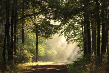 The rays of the rising sun fall into the autumn forest