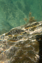 madeira goby fish (mauligobius maderensis) on a rock underwater in Fuerteventura island, Spain