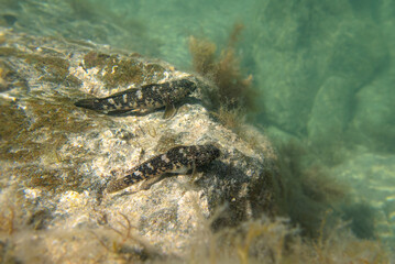 madeira goby fish (mauligobius maderensis) on a rock underwater in Fuerteventura island, Spain