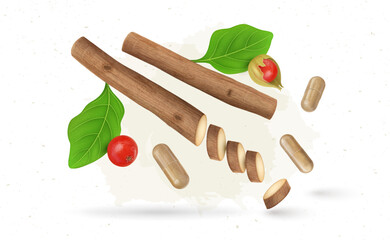 An ayurvedic herb ashwagandha dry stem with shrub berries and capsule vector illustration