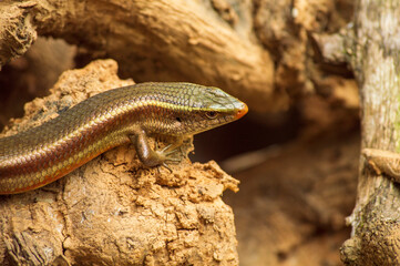 A lizard on a wood forming a beautiful background
