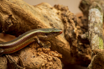 Obraz premium A lizard on a wood forming a beautiful background 