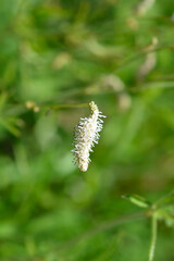 White Oriental Burnet