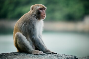Focus shot of a cute rhesus monkey sitting on a stone wall. - Powered by Adobe
