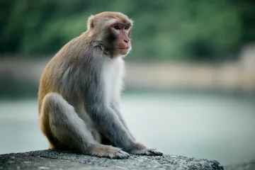 Foto op Aluminium Focus shot of a cute rhesus monkey sitting on a stone wall. © Ted17/Wirestock Creators