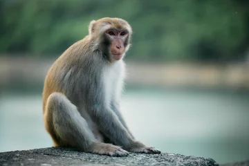 Fototapeten Focus shot of a cute rhesus monkey sitting on a stone wall. © Ted17/Wirestock Creators