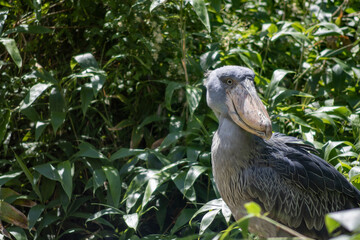 shoebill in green