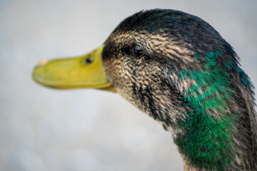 head of mallard duck with eye