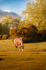 wild horse feeding on the meadow. New Forest England