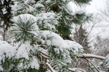 Beautiful snow-covered branches of a Christmas tree in cloudy weather in a Moscow park. Russian winter.