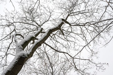 Beautiful snow-covered crown of a tree against a cloudy sky in a Moscow park. Russian winter.