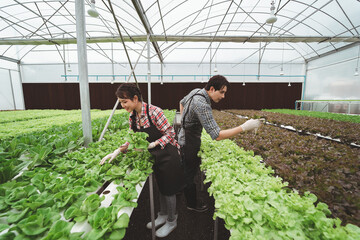 Asian agriculture business trades  grow crops farm farmers.horticulture hydroponic industry lettuce.Lettuce industry.Vegetable technology working woman young worke.