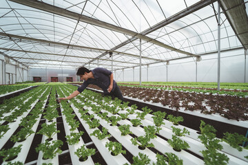 Asian agriculture business trades grow crops farm farmers.Fresh food garden garden greenhouse green growth.lettuce cultivation.The owner  planting vertically and producing salad.