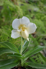 Venus slipper orchid (Genus Paphiopedilum).