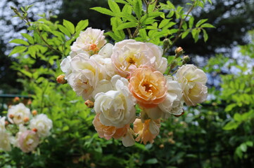 white and yellow flowers