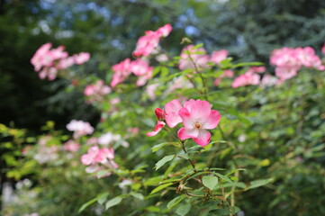 Fototapeta premium pink and white flowers