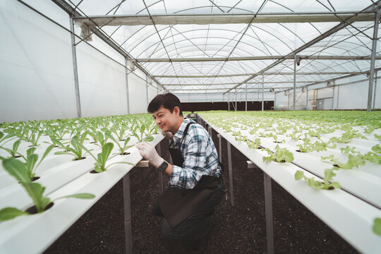 Asian agriculture business trades grow crops farm farmers.Fresh food garden garden greenhouse green growth.lettuce cultivation.The owner  planting vertically and producing salad.