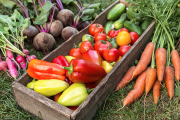 Autumn harvest of fresh vegetables in wooden box close up. Organic pepper, cucumber, freshly harvested tomato, radish, beetroot and carrot on grass in garden