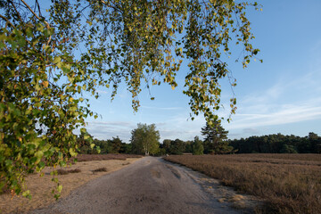Heidenlandschaft in der Abendsonne