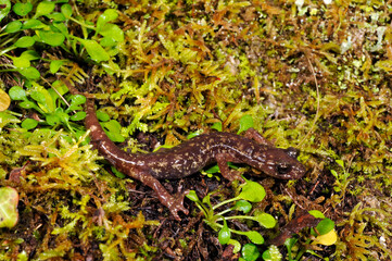 Sarrabus Cave Salamander // Sàrrabus-Höhlensalamander (Speleomantes sarrabusensis, Hydromantes sarrabusensis) - Sardinia, Italy