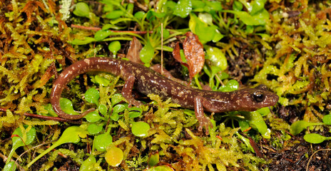 Sàrrabus-Höhlensalamander // Sarrabus Cave Salamander (Speleomantes sarrabusensis, Hydromantes sarrabusensis) - Sardinien, Italien