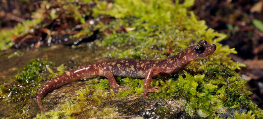Obraz na płótnie Canvas Sàrrabus-Höhlensalamander // Sarrabus Cave Salamander (Speleomantes sarrabusensis, Hydromantes sarrabusensis) - Sardinien, Italien