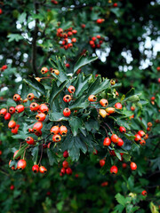 Dojrzewające owoce Głógu (Crataegus L.) – j rośliny należący do rodziny różowatych

Owoce głogu mają zastosowanie jako roślina lecznica i stanowią zimowy pokarm dla zwierząt
