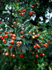 Dojrzewające owoce Głógu (Crataegus L.) – j rośliny należący do rodziny różowatych

Owoce...