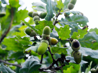 Dojrzałe owoce (żołędzie) Dębu szypułkowego (Quercus robur L.)   Pod koniec lata na dębach pojawiają się żołędzie będące przysmakiem dla wielu zwierząt  © JDziedzic