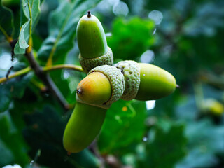 Dojrzałe owoce (żołędzie) Dębu szypułkowego (Quercus robur L.)

 Pod koniec lata na dębach pojawiają się żołędzie będące przysmakiem dla wielu zwierząt
