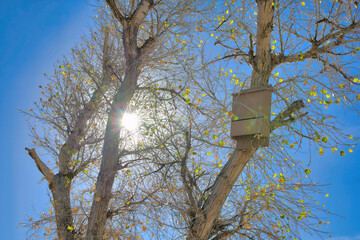 Tree against bright sun in the blue sky at Sweetwater Wetlands Tucson Arizona