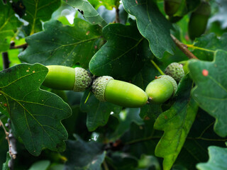 Dojrzałe owoce (żołędzie) Dębu szypułkowego (Quercus robur L.)  Pod koniec lata na dębach...
