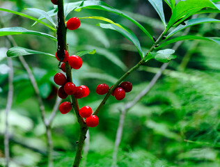  Czerwone dojrzałe owoce Wawrzynek wilczełyko (Daphne mezereum L.) są piękne i śmiertelnie trujące
 - obrazy, fototapety, plakaty