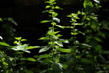 Close up of a plant. Beautiful growing plant in the garden, in nature, sunlight, blurred black background. Natural, abstract, texture, pattern. Green leaf.