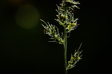 Grass background. Backlight grass macro isolated on black background. abstract natural background. Grass in the garden, in meadow, nature art, design.