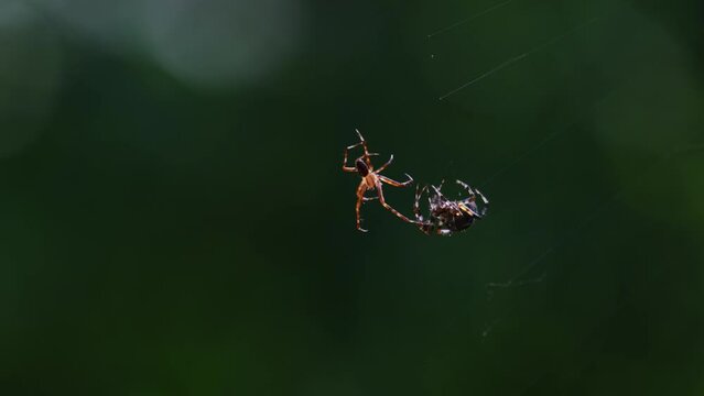 Close-up of cross or diadem spiders touching each other with their legs. Male trying to mate with a female. European garden spiders (Araneus diadematus) having sex. Mating ritual, special behaviour.
