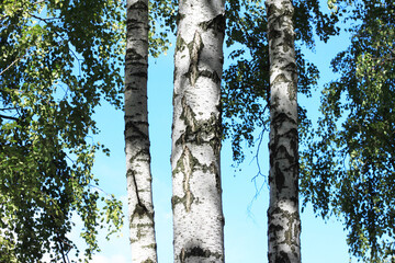 Beautiful birch trees in summer