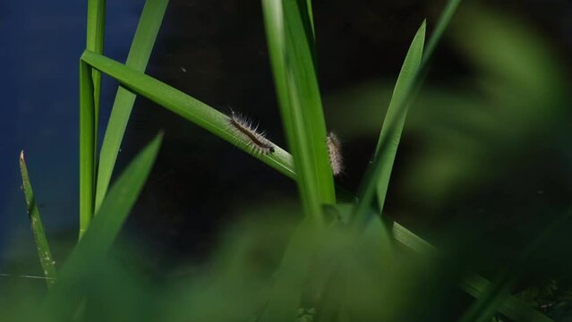 Fall webworm moth caterpillar (Hyphantria cunea) walking or crawling on a fresh green leaf near the river. Out of focus blue water surface in the background. Autumn wetland scenery in Hungary, Europe.