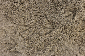 Spuren der Möwe im Sand