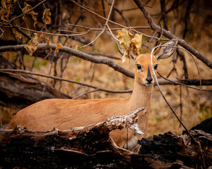 Steenbok behind shrubs in the magical Okavango Delta in Botswana. Seen on a wilderness safari in...