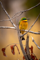 Beautiful little bee-eater sitting on a branch in the magical Okavango Delta in Botswana. Seen on a wilderness safari in July 2022.