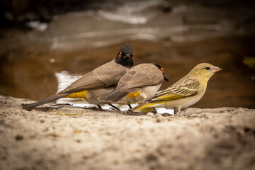 African red-eyed bulbuls and a Southern masked weaver drinking from a puddle of water in the magical Okavango Delta in Botswana. Seen on a wilderness safari in July 2022.
