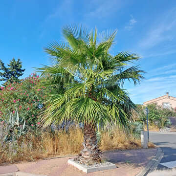 Palmier Washingtonia en décor dans les rues d'un village du Sud de la France.