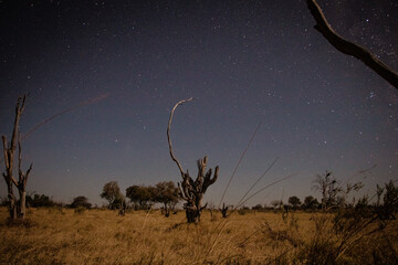 Obraz na płótnie Canvas Milky way in the Southern sky in Botswana with savanna in front. Taken on a wilderness safari tot he the magical Okavango Delta in July 2022.