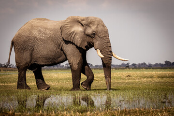 African elephant walking in the flood plains of the magical Okavango Delta in Botswana. Seen on a Trans Okavango wilderness boat safari in July 2022.