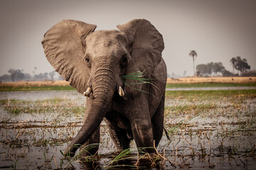 African elephant feeding on grass in the flood plains of the magical Okavango Delta in Botswana....