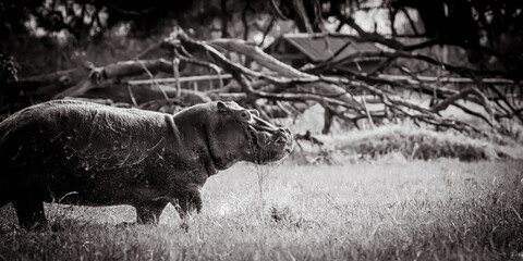 Hippo on land in front of a tented safari camp in black and white in the flood plains of the...
