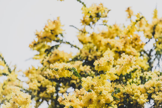 native Australian yellow wattle tree in full bloom outdoor with overcast sky