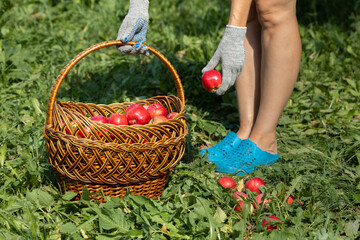 farmer puts red apples in a basket