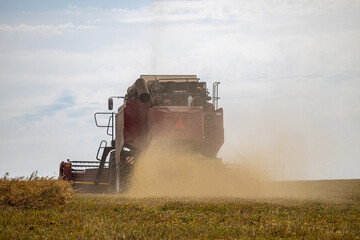   harvester rides across the field harvests